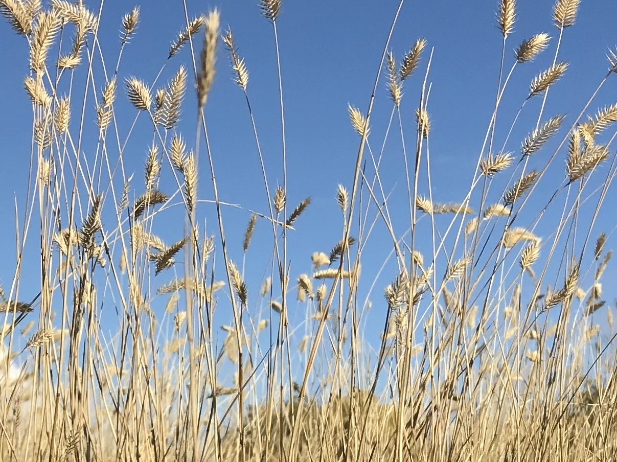 Photo of yellow grasses against blue sky
